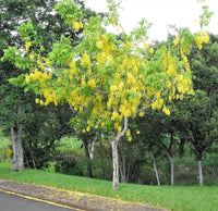 15 GOLDEN SHOWER TREE Gold Rush Yellow Cassia Fistula Flower Seeds
