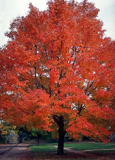 25 Scarlet CAROLINA RED MAPLE Tree Acer Rubrum Seeds
