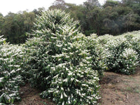 15 ARABICA COFFEE Tree Shrub Seeds - Grow your own coffee!