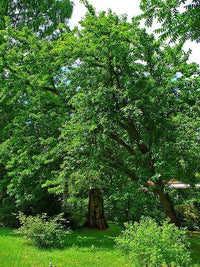 10 HEDGE APPLE Osage Orange Horse Apple Monkey Ball Maclura Pomifera Tree Seeds