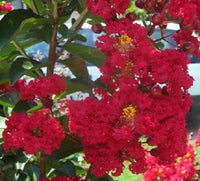 35 RED CREPE MYRTLE Lagerstroemia Indica Flowering Shrub Bush Small Tree Seeds