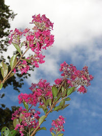 35 Dark PINK CREPE MYRTLE Lagerstroemia Indica Flowering Shrub Bush Small Tree Seeds