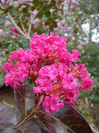 35 Dark PINK CREPE MYRTLE Lagerstroemia Indica Flowering Shrub Bush Small Tree Seeds