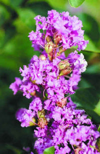 35 LILAC Light Purple CREPE MYRTLE Lagerstroemia Indica Flowering Shrub Bush Small Tree Seeds