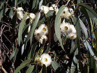 25 TASMANIAN Blue Gum TREE / EUCALYPTUS Globulus Flower Seeds