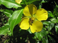 1000 Yellow SEEDBOX (Bushy Water Primrose / Rattlebox / False Loosestrife) Ludwigia Alternifolia Flower Seeds