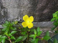 1000 Yellow SEEDBOX (Bushy Water Primrose / Rattlebox / False Loosestrife) Ludwigia Alternifolia Flower Seeds