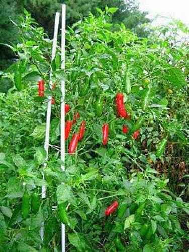 200 Hot SERRANO TAMPIQUENO PEPPER Mexican Chile Capsicum Annuum Vegetable Seeds