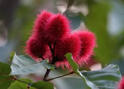 100 ANNATTO TREE Lipstick Plant Bixa Orellana Seeds