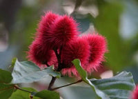 100 ANNATTO TREE Lipstick Plant Bixa Orellana Seeds