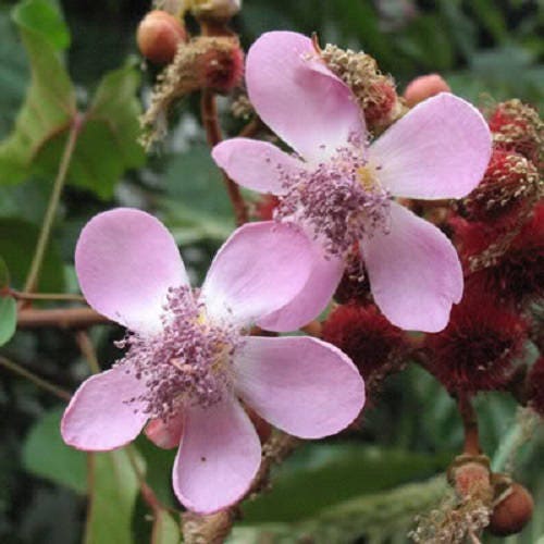 100 ANNATTO TREE Lipstick Plant Bixa Orellana Seeds