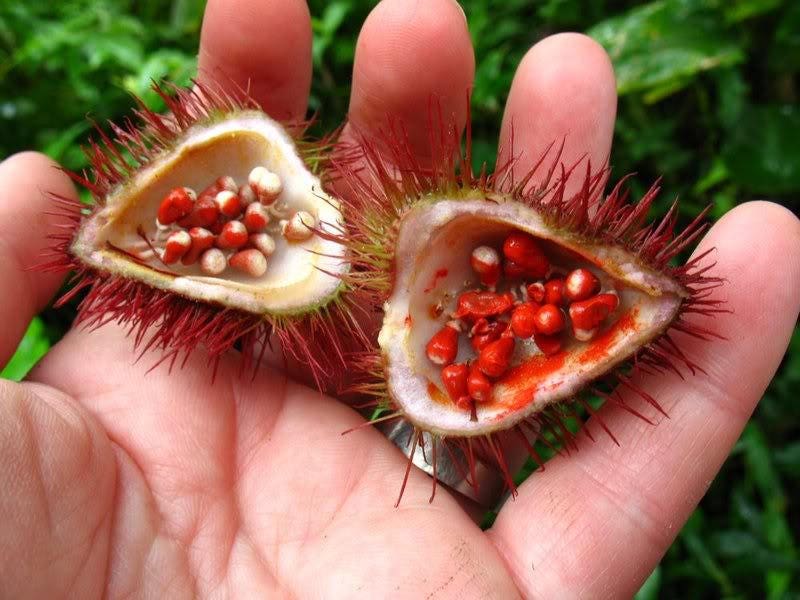 100 ANNATTO TREE Lipstick Plant Bixa Orellana Seeds