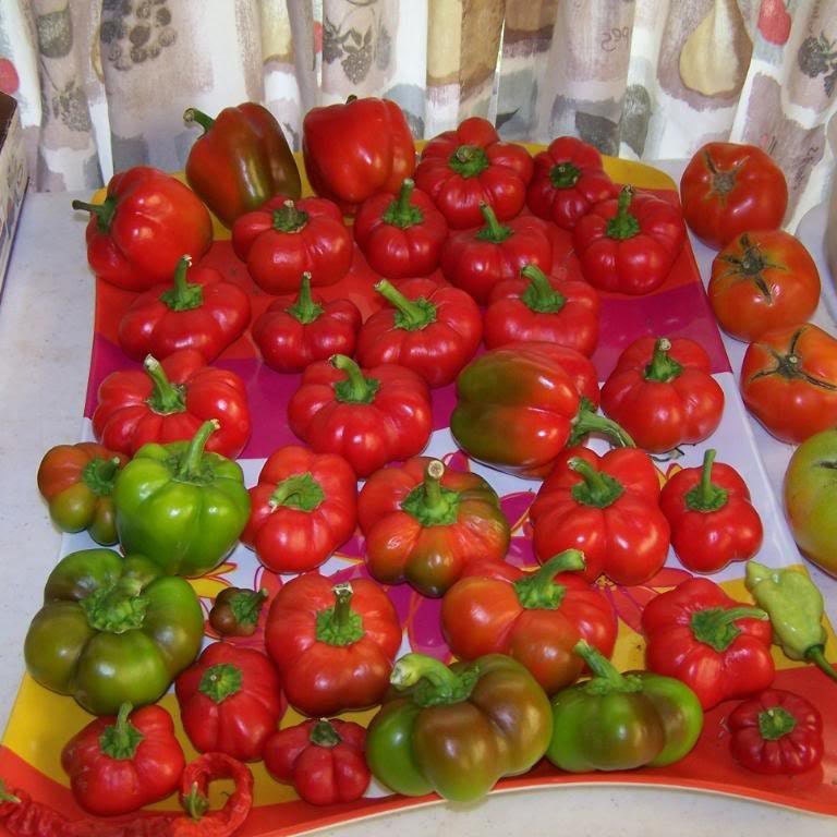 100 PIMENTO PEPPER (Red Sweet Pimientio / Italianelle / Cheese, Roasting, Frying Pepper) Capsicum Annuum Seeds