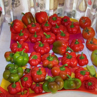 100 PIMENTO PEPPER (Red Sweet Pimientio / Italianelle / Cheese, Roasting, Frying Pepper) Capsicum Annuum Seeds