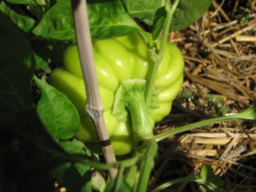 100 PIMENTO PEPPER (Red Sweet Pimientio / Italianelle / Cheese, Roasting, Frying Pepper) Capsicum Annuum Seeds
