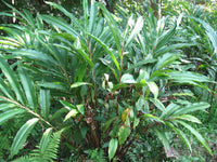 5 CARDAMON CARDAMOM Elettaria Cardamomum HERB Flower Shrub Tree Seeds