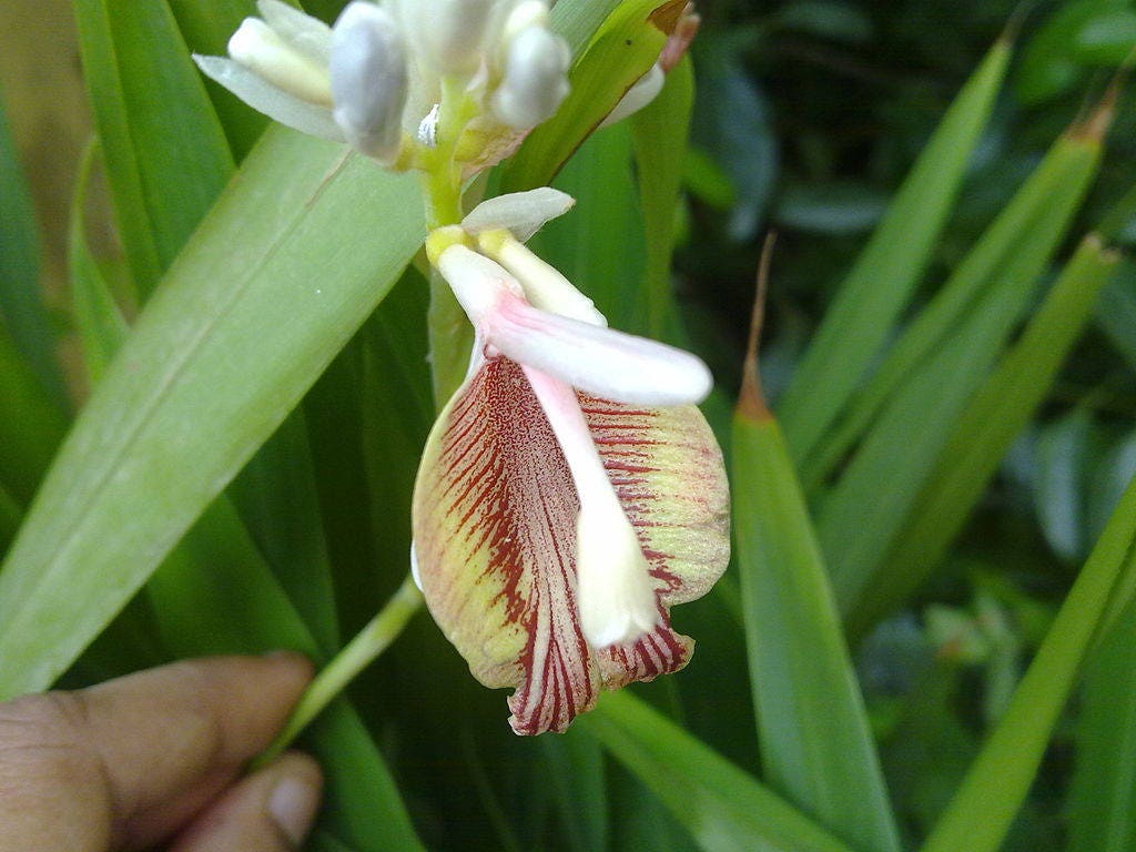 5 CARDAMON CARDAMOM Elettaria Cardamomum HERB Flower Shrub Tree Seeds
