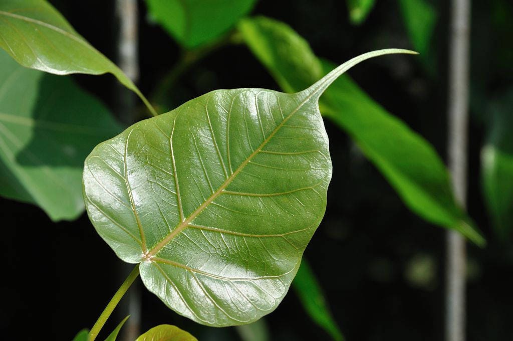 30 FICUS TREE (Bodhi Tree / Sacred Fig / Bo Tree / Pipal) Ficus Religiosa Seeds