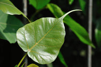 30 FICUS TREE (Bodhi Tree / Sacred Fig / Bo Tree / Pipal) Ficus Religiosa Seeds
