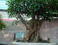 30 FICUS TREE (Bodhi Tree / Sacred Fig / Bo Tree / Pipal) Ficus Religiosa Seeds