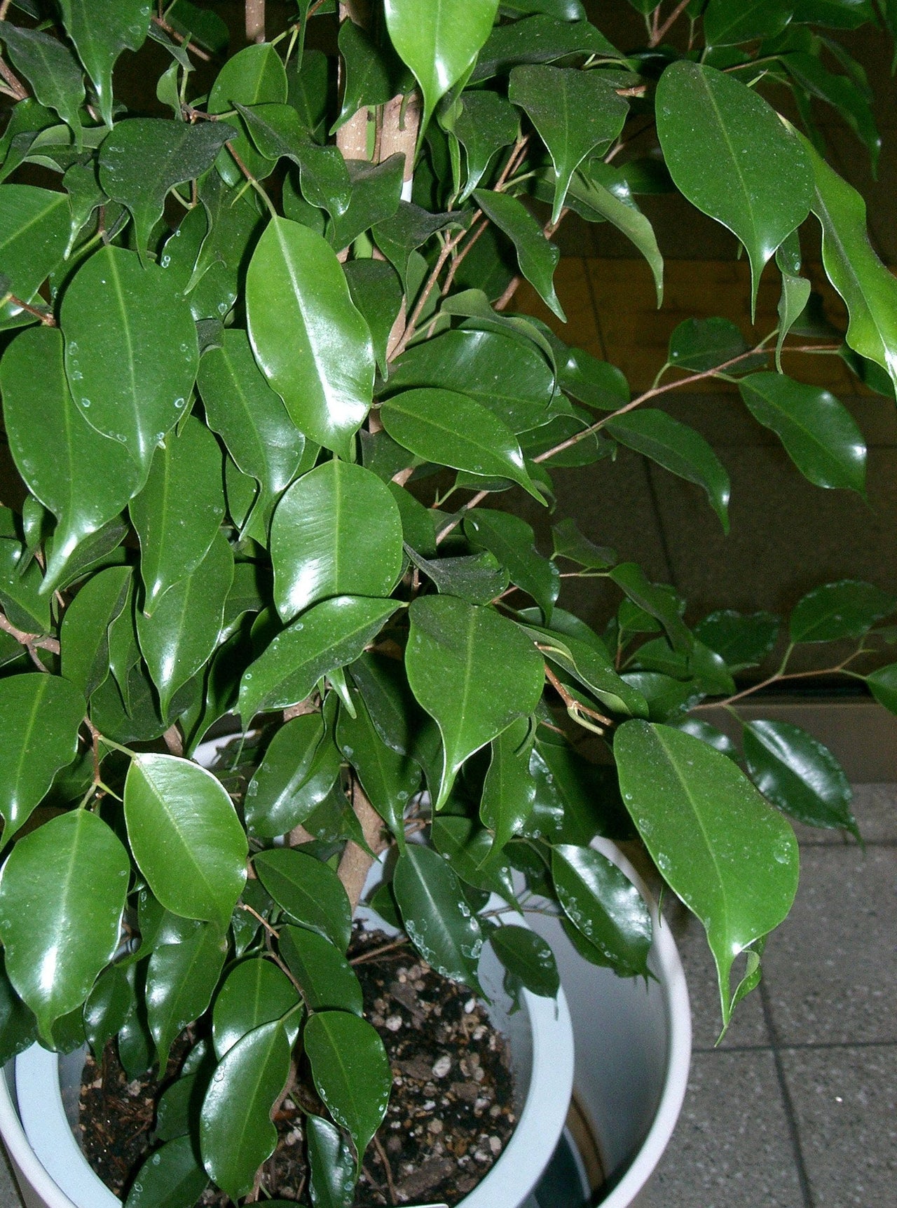 30 FICUS TREE (Bodhi Tree / Sacred Fig / Bo Tree / Pipal) Ficus Religiosa Seeds