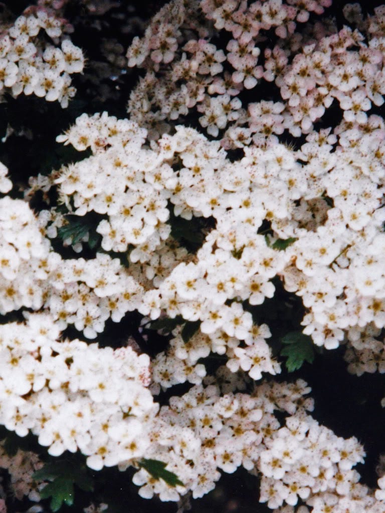 20 ASH TREE Mountain / Amur / Rowan - Sorbus Aucuparia Seeds