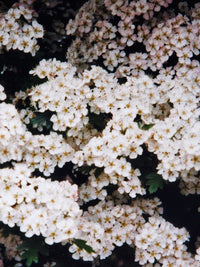 20 ASH TREE Mountain / Amur / Rowan - Sorbus Aucuparia Seeds