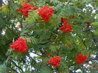 20 ASH TREE Mountain / Amur / Rowan - Sorbus Aucuparia Seeds