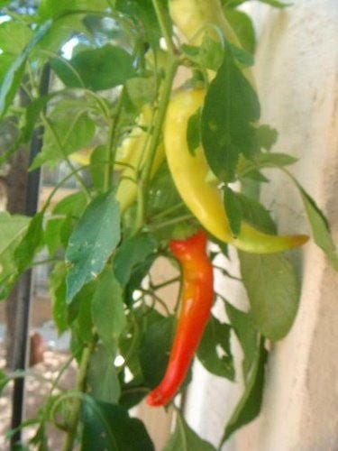 250 SWEET BANANA PEPPER Hungarian Capsicum Annuum Vegetable Seeds