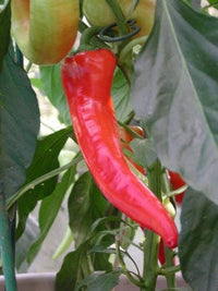 250 SWEET BANANA PEPPER Hungarian Capsicum Annuum Vegetable Seeds