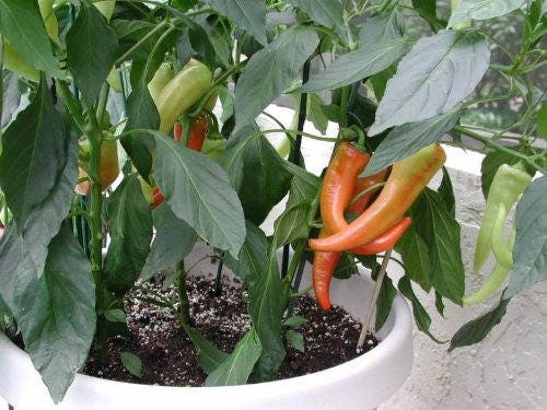 250 SWEET BANANA PEPPER Hungarian Capsicum Annuum Vegetable Seeds