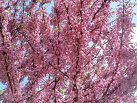 20 Eastern REDBUD TREE Cercis Canadensis Pink Flowering Native Tree Seeds