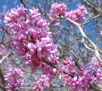 20 Eastern REDBUD TREE Cercis Canadensis Pink Flowering Native Tree Seeds