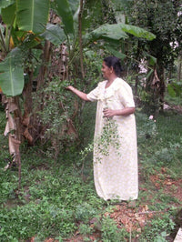 20 Common HENNA Mehandi Dye Plant Lawsonia Inermis Tattoo Flower Tree Seeds