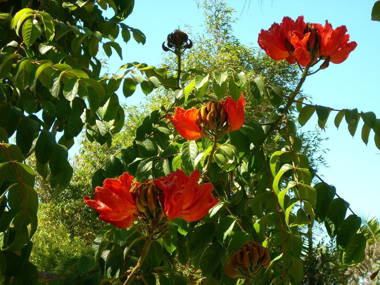 15 Red AFRICAN TULIP TREE (Fire Tree / Flame of the Forest / Fountain Tree) Spathodea Campanulata Seeds