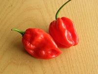 50 Hot RED HABANERO PEPPER Capsicum Chinense Vegetable Seeds