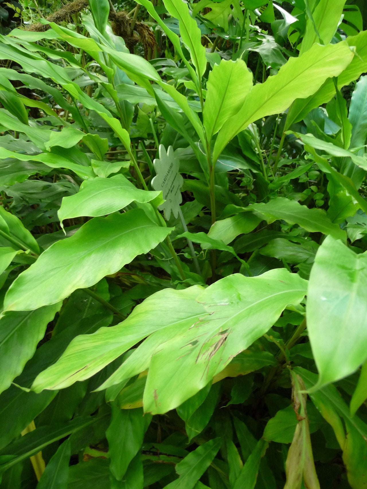 5 CARDAMON CARDAMOM Elettaria Cardamomum HERB Flower Shrub Tree Seeds