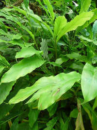 5 CARDAMON CARDAMOM Elettaria Cardamomum HERB Flower Shrub Tree Seeds