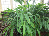 5 CARDAMON CARDAMOM Elettaria Cardamomum HERB Flower Shrub Tree Seeds