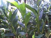 5 CARDAMON CARDAMOM Elettaria Cardamomum HERB Flower Shrub Tree Seeds