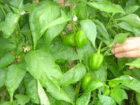 200 Sweet Green CALIFORNIA WONDER Bell PEPPER Capsicum Annuum Vegetable Seeds