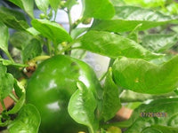 200 Sweet Green CALIFORNIA WONDER Bell PEPPER Capsicum Annuum Vegetable Seeds