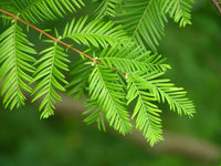 20 DAWN REDWOOD Tree Metasequoia Glyptostroboides Conifer Seeds