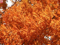 20 DAWN REDWOOD Tree Metasequoia Glyptostroboides Conifer Seeds