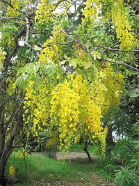15 GOLDEN SHOWER TREE Gold Rush Yellow Cassia Fistula Flower Seeds
