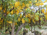 15 GOLDEN SHOWER TREE Gold Rush Yellow Cassia Fistula Flower Seeds