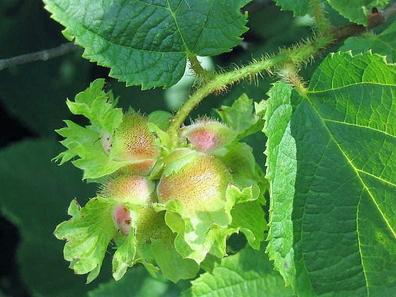 5 AMERICAN HAZELNUT TREE aka Filbert Corylus Americana Fruit Nut Seeds