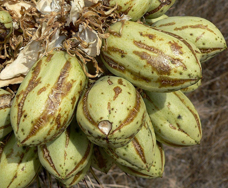 5 JOSHUA TREE Palm Tree Yucca Brevifolia White Flowers Cactus Succulent Seeds
