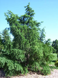 25 JAPANESE LARCH TREE Conifer Pine Cones Bonsai Larix Kaempferi Seeds