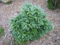 25 JAPANESE LARCH TREE Conifer Pine Cones Bonsai Larix Kaempferi Seeds
